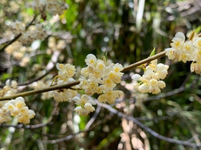 大雪山山胡椒開花