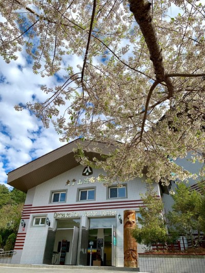 大雪山遊客中心前霧社櫻