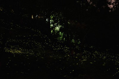 一晚有機會看到4種以上的螢火蟲