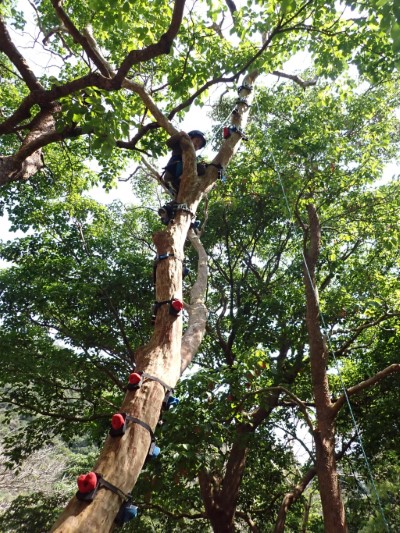 森林小泰山1
