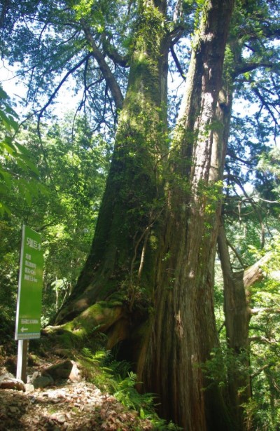 拉拉山5號巨木