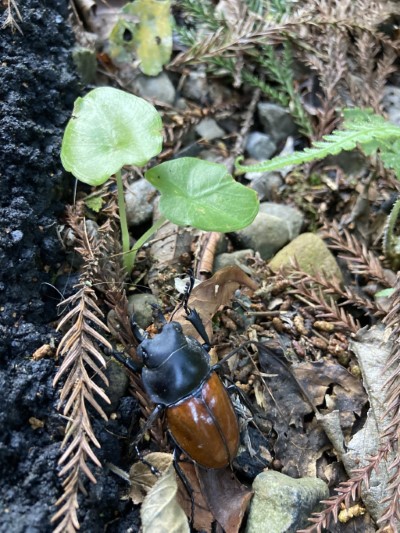 滿月圓豐富的生態(新竹林區管理處提供)