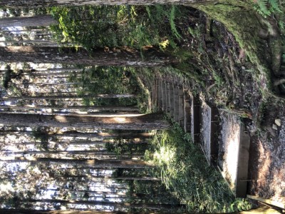 雲杉步道