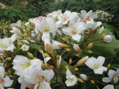桐花盛開