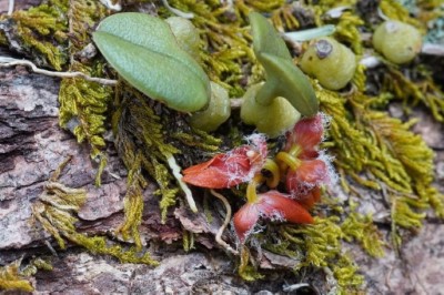 野生植物觀霧豆蘭保育工作調查及觀察