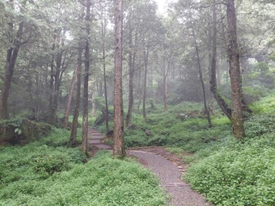 水山療癒步道沿線保存既有特色植被及生物棲地