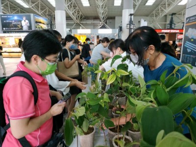 高鐵贈苗活動2