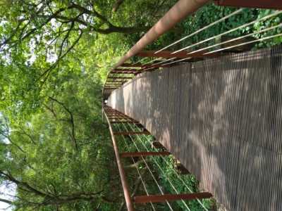 「淡水河紅樹林自然保留區」內的紅樹林木棧道