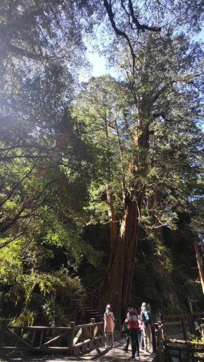 拉拉山國家森林遊樂區巨木(新竹林區管理處提供)