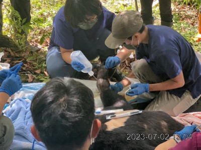 卓溪咖啡農園黑熊誤入陷阱 農民快速通報救援順利脫困