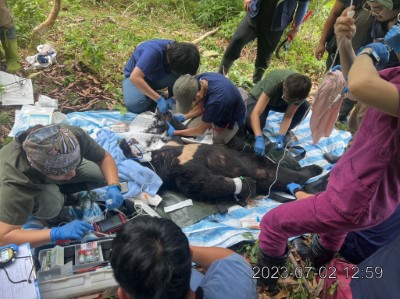 卓溪咖啡農園黑熊誤入陷阱 農民快速通報救援順利脫困