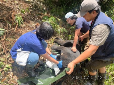 卓溪咖啡農園黑熊誤入陷阱 農民快速通報救援順利脫困