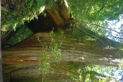 拉拉山5號巨木(攝影：新竹林管處提供)