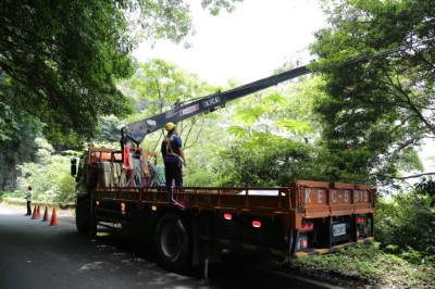 臺灣檫樹採種工作(新竹林區管理處提供)