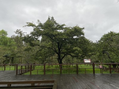 嘉義林管處呼籲民眾雨後山區土石含水量高，易有落石坍方發生，務必注意自身安全