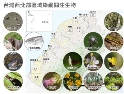 台灣西北部生態綠網區域網絡關注生物