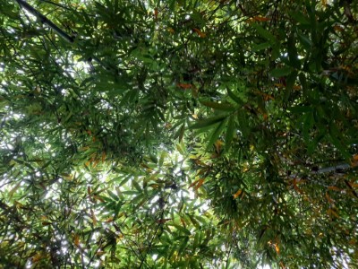 維持竹林鬱閉度-讓諸羅樹蛙更容易在竹子間移動
