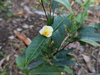 臺灣山茶實生苗在林地內生長狀況良好