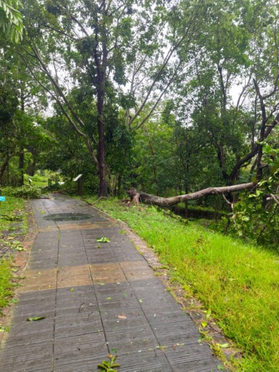知本國家森林遊樂區景觀步道倒木