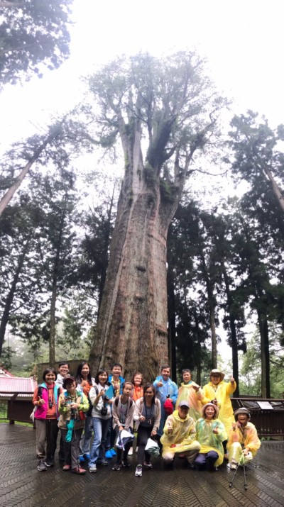 由阿里山生態旅遊協會導覽阿里山國家森林遊樂區著名景點