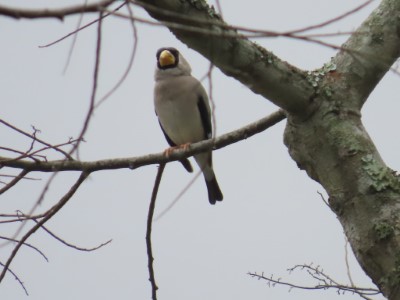 桑鳲