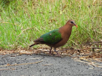 翠翼鳩是臺南六甲第2007號區外保安林的淺山代表性鳥種(112.6.11；拍攝者：林美妙)。