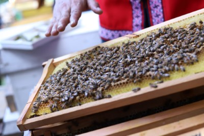 賽夏族人細心呵護養蜂產業(林業保育署新竹分署提供)