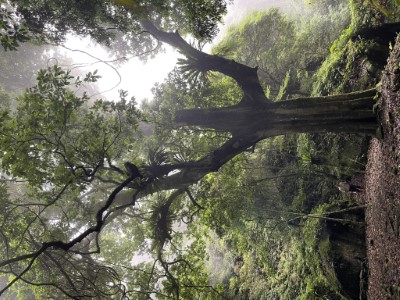 賽夏秘境-爸爸的樹(林業保育署新竹分署提供)