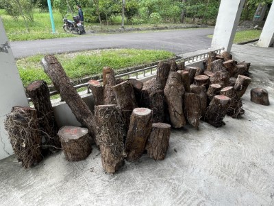 剩餘幹材利用(擬製成木筆等)