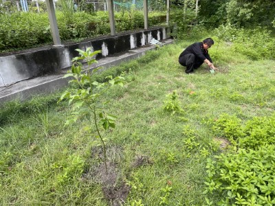 種植兩棵牛樟實生苗