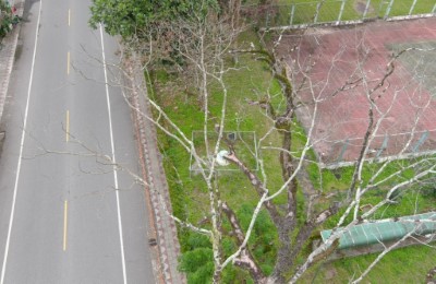 空拍樹冠層無長新芽