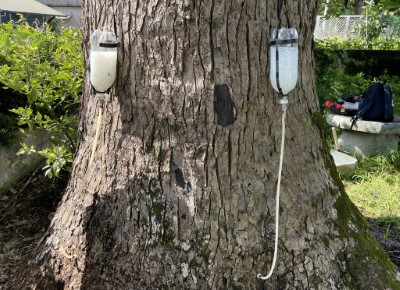 進行植物萃取劑治療