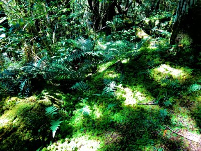 太平山翠峰湖環山步道苔原－陽光灑落