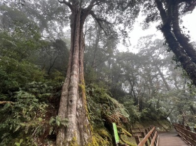 拉拉山國家森林遊樂區-巨木佇立步道邊