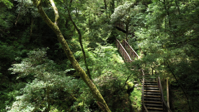 拉拉山國家森林遊樂區-巨木群步道