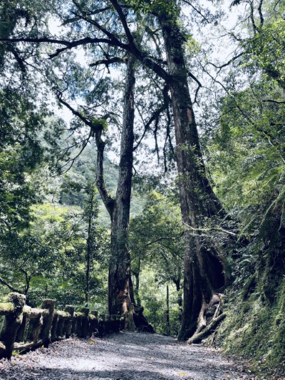 拉拉山國家森林遊樂區-迎賓樹