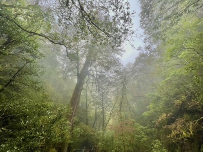 拉拉山國家森林遊樂區-霧間森林