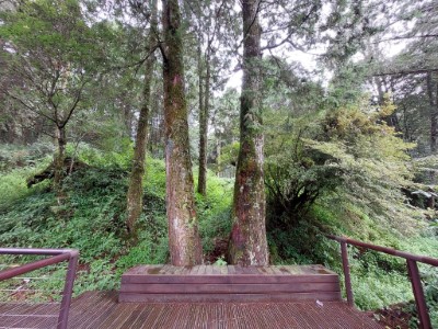 阿里山水山療癒步道內療癒空間「森之座」