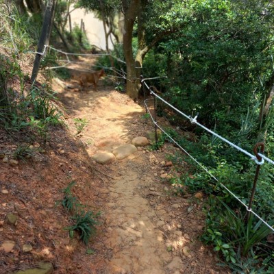 火炎山山徑改道現況照片(照片由苗栗縣火炎山登山協會提供)