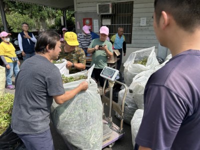 小花蔓澤蘭拔除成果秤重(林業保育署新竹分署提供)