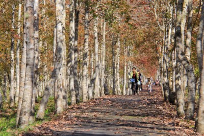 大農大富平地森林園區秋冬景緻之自行車道(林業保育署提供)