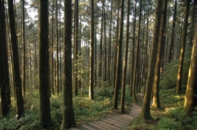 漫步東眼山國家森林遊樂區欣賞柳杉林景色(林業保育署提供)