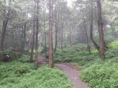 漫步阿里山國家森林遊樂區水山療癒步道療癒身心(林業保育署提供