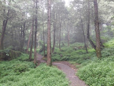 漫步阿里山國家森林遊樂區水山療癒步道療癒身心(林業保育署提供