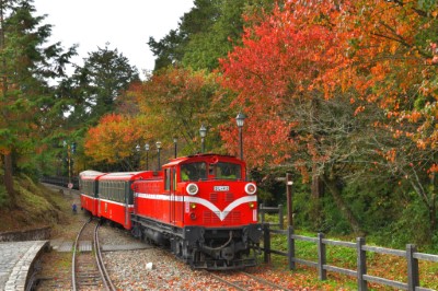 阿里山林業鐵道楓紅景色(林業保育署提供)