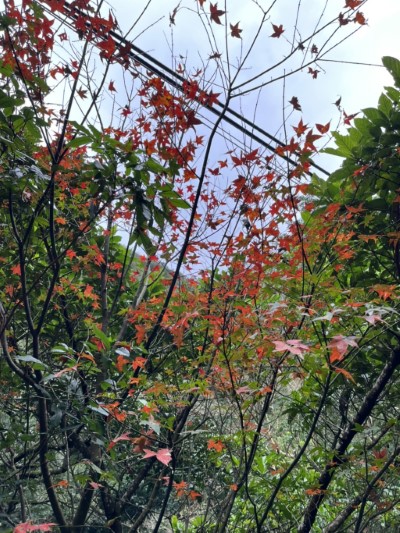 滿月圓紅葉（林業保育署新竹分署提供）