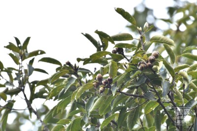 橡實成熟，誰來飽餐？找找森林為野生動物預備的秋季美食。（森之形自然教育團隊提供）