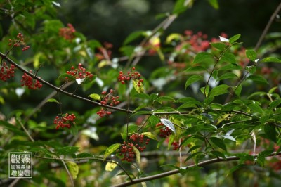莢蒾艷紅的果實如慶典裝飾，總能吸引遊人與野生動物的目光。（森之形自然教育團隊提供）