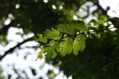 阿里山榆斑駁的葉片彷彿訴說一年來的種種故事。（森之形自然教育團隊提供）