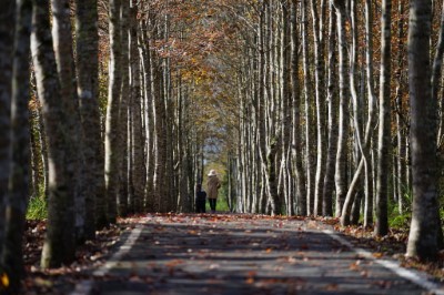 大農大富平地森林園區內楓紅景緻，美不勝收。